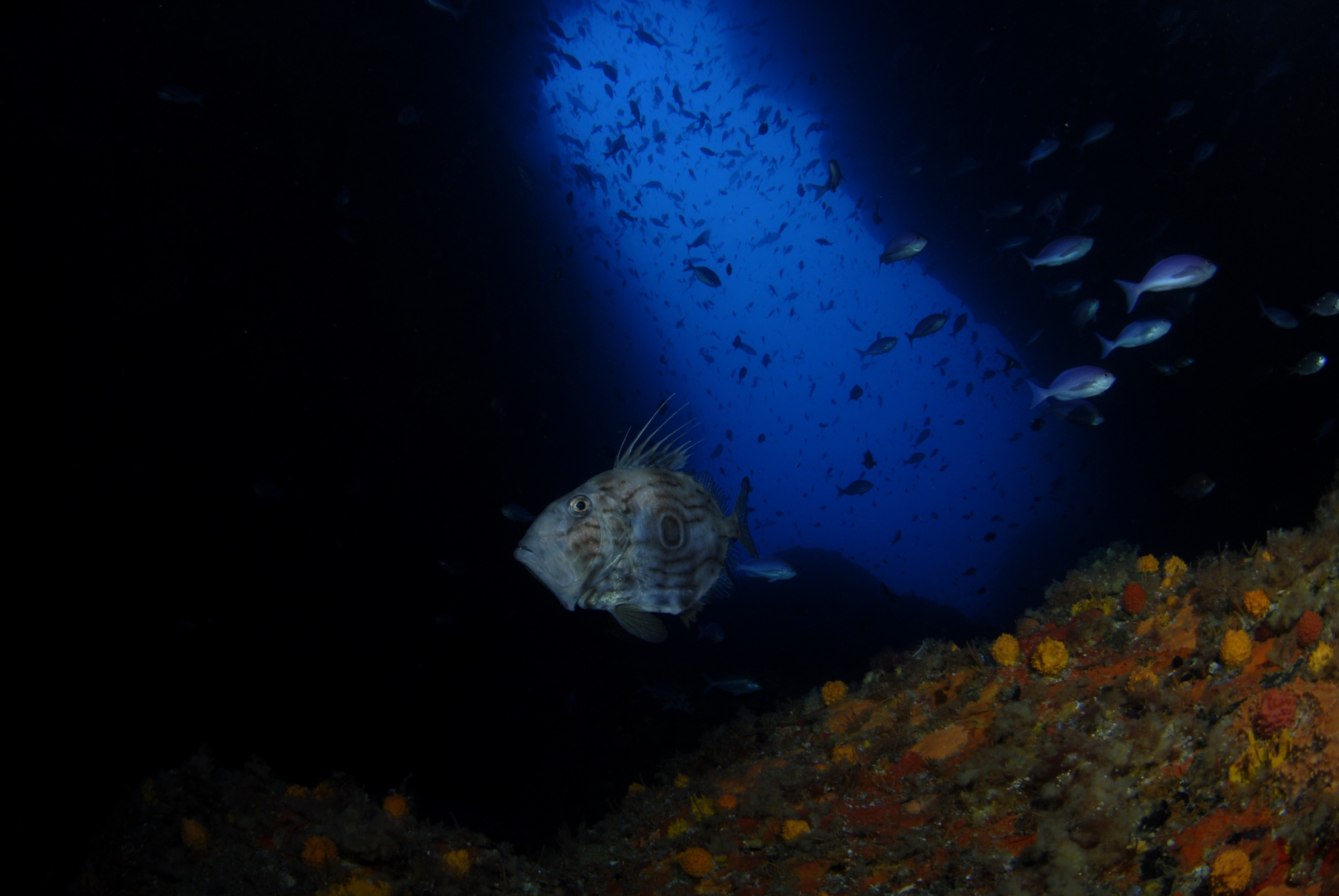 _JFG2016 – crispin, nz, new, zealand, new zealand, aug16_cm, sponge, garden, poor, knights, marine, reserve, Zeus, faber, john, dory,